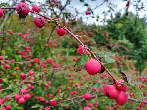 rajska jabłoń (malus xpurpurea)